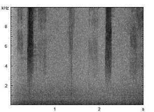 Brauner Grashüpfer | Chorthippus brunneus - Stridulation