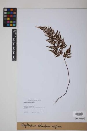 Asplenium adiantum-nigrum L.