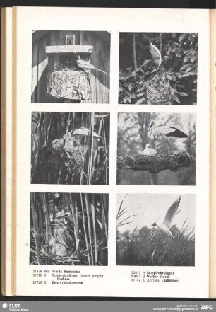 II. Vögel (Aves)