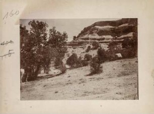 Schütterer Wald : Schütterer Wald vor Nummaliten-Kalke im Zagros-Gebirge