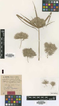 Cyperus hemisphaericus Boeckeler var. longibracteus Peter[type]