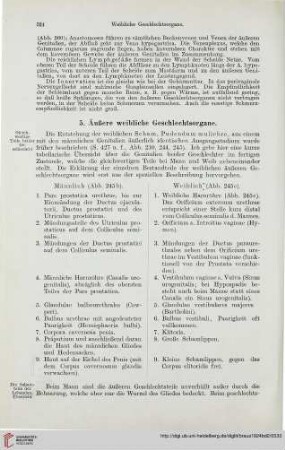 5: Äußere weibliche Geschlechtsorgane