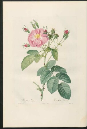 Rosa Tomentosa. Rosier Cotonneux. Bessin sculp.