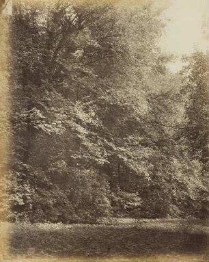 Mittelgrundstudie: Baumschlag: Lindengruppe