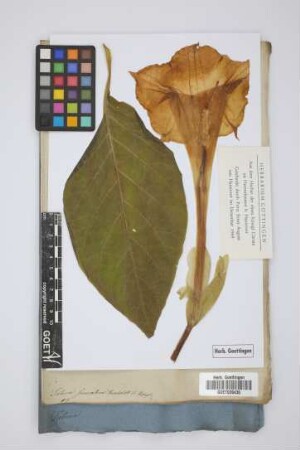 Datura suaveolens Humboldt et Bonpl.