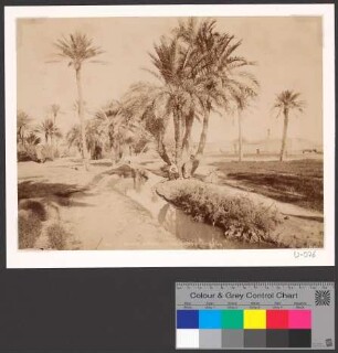 Environs de Biskra- L´Oasis Zaouin