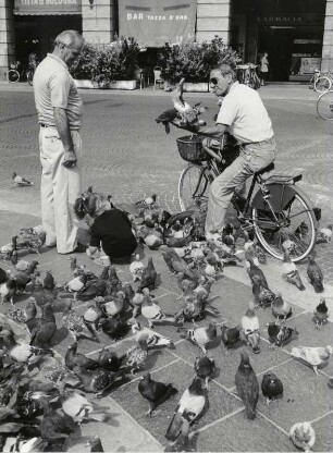 Tauben auf der Piazza Saffi
