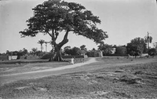 Baum : Baum auf einem weitläufigen Platz.