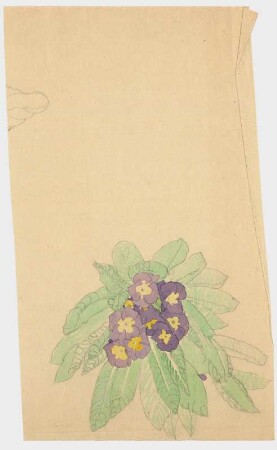 Studie eines Primels : Draufsicht auf ein violett blühendes Primel