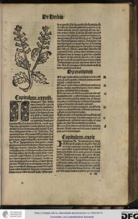 Capitulum ccxxviii.