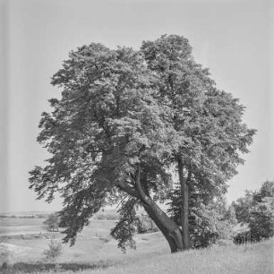 Baum : Landschaft in der Oberlausitz
