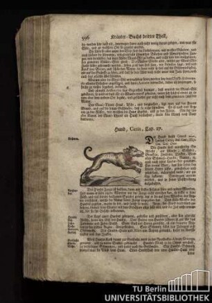 Cap. 27. Hund, Canis.