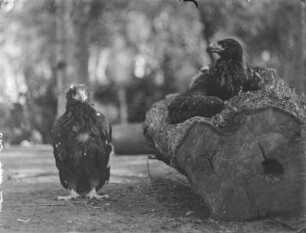 Seeadler : Seeadler (Haliaeetus albicilla Linnaeus) in einem Baumstamm, der als Horst genutzt wird, daneben ein weiterer.