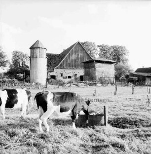 Landwirtschaft: Weide mit Kühen, eine am Wassertrog: dahinter Bauerngehöft Herbst mit Silo und Nebengebäuden: hinten Bäume