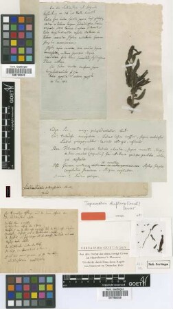 Lichtensteinia oleifolia J.C.Wendl. [type]