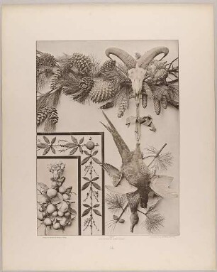 14. Festons und Borte aus Nadelhölzern, Thierschädel, Fasan, Wildente, Lorbeer und Citronen