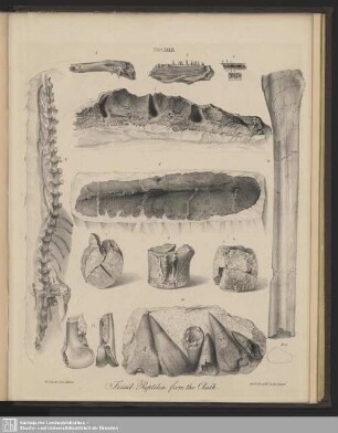 Tab. XXXIX. Fossil Reptilia from the Chalk