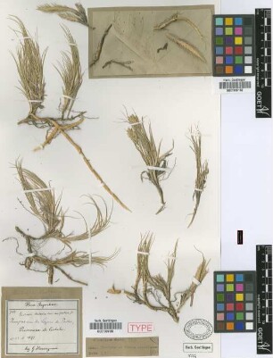 Distichlis thalassica (Kunth) E.Desv. var. Griseb. pectinata[type]