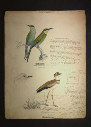 Ornithologie pl. XXVIII.