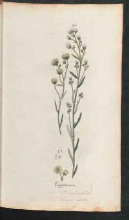 224. Erigeron acre