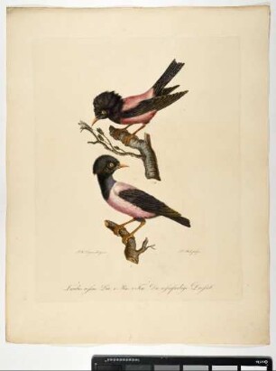 Turdus roseus. Lin. 1. Mas. 2. Fem. Die rosenfarbene Drossel. - Rosenstar. Pastor roseus; mas. fem. - Zeichner: Johann Mathias Hergenröder; Stecher: Johann Carl Bock