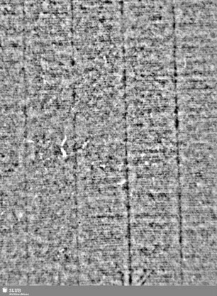 Lilienschild / K = S.37/38
