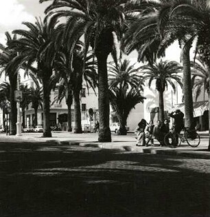 Casablanca, Marokko. Palmenallee auf dem Boulevard Mohammed el Hansali