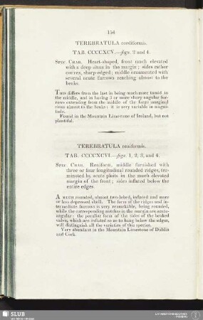 Terebratula cordiformis. Tab. CCCCXCV. - figs. 2 and 4
