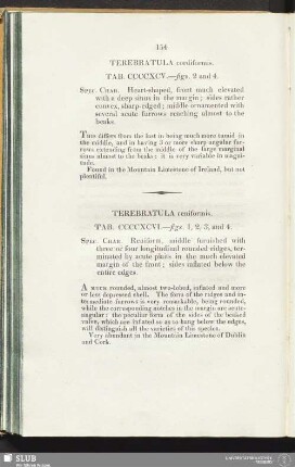 Terebratula cordiformis. Tab. CCCCXCV. - figs. 2 and 4