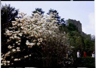 Badenweiler: Magnolienblüte mit Burgruine
