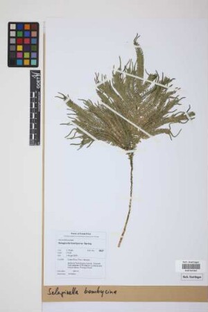 Selaginella bombycina Spring