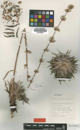 Acantholimon rechingeri Freitag [isotype]