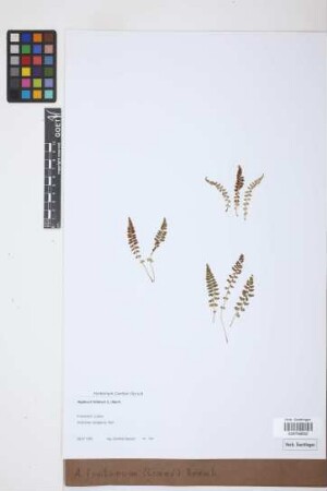 Asplenium fontanum (L.) Bernh.