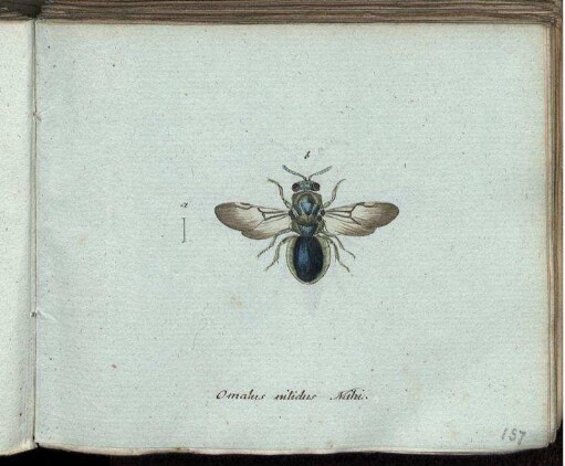 Omalus mitidus Mihi [bis] Dasypoda plumipes Mihi