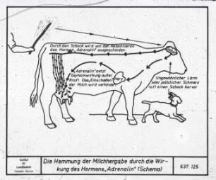 Schematische Darstellung der Hemmung der Milchhergabe durch die Wirkung des Hormons Adrenalin