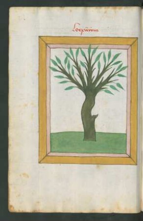 Lorbeerbaum