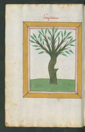 Lorbeerbaum