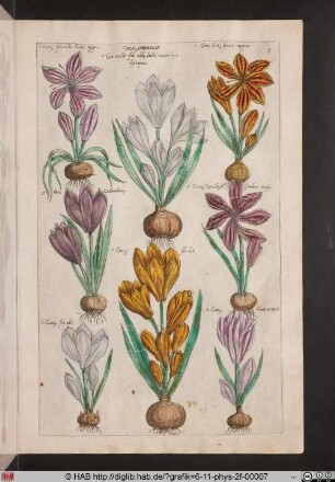 Crocus vernalis.