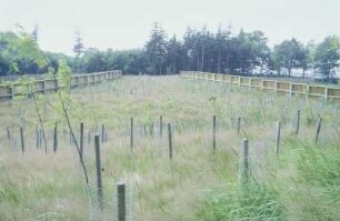 Wildüberführung, bei Klein Flöthe