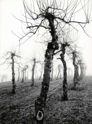 Obstwiese im Spätherbst