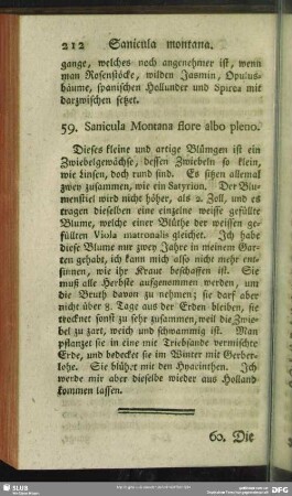 59. Sanicula Montana flore albo pleno