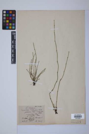 Equisetum trachyodon (A. Br.) Koch