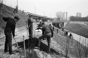 Bepflanzung der Böschungen an der Vogesenbrücke mit Sträuchern und Bäumen.