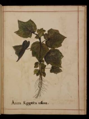 Alcea Aegyptiaca villosa