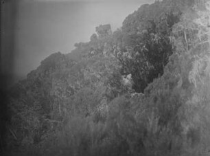 Bergvegetation : Die Vegetation im Ruwenzori-Gebirge
