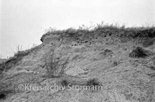 Kieskuhle: Sandhang mit Nisthöhlen der Uferschwalbe: darunter und darüber Gras und Gestrüpp