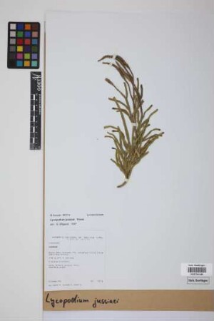 Lycopodium jussiaei Desv. ex Poir.