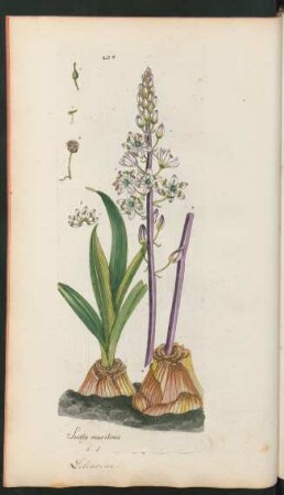 234. Scilla maritima