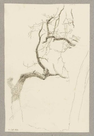 Kahler Baum