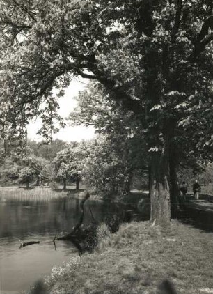 Moritzburg. Kastanien am Schloßteich
